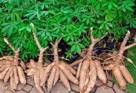 மரவள்ளிக் கிழங்கு