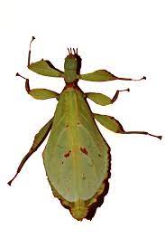 பைலியம் பிலோபாட்டம்