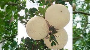 விளாம்பழம்