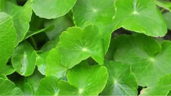 வல்லாரை