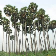 பனைமரம்