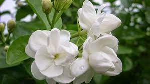 மல்லிகை