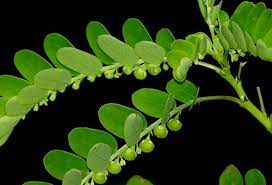 கீழாநெல்லி