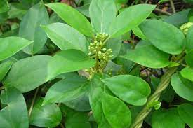 சர்க்கரைக்கொல்லி