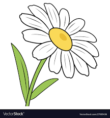 Chamomile
