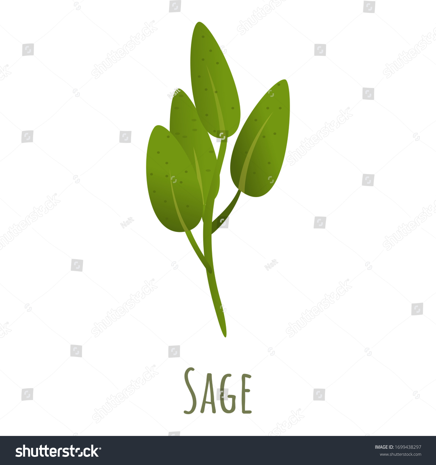 Sage