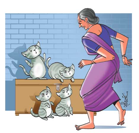 మ్యావ్ మ్యావ్ పిల్లి