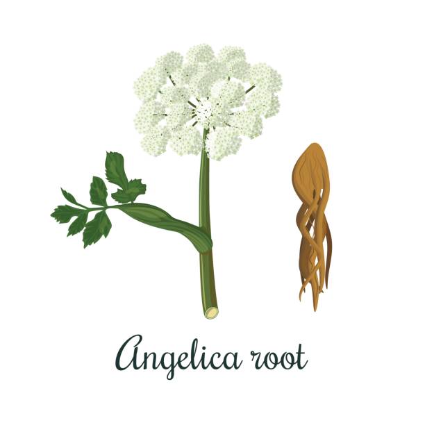 Angelica (Angelica archangelica)