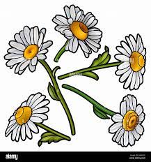 Chamomile