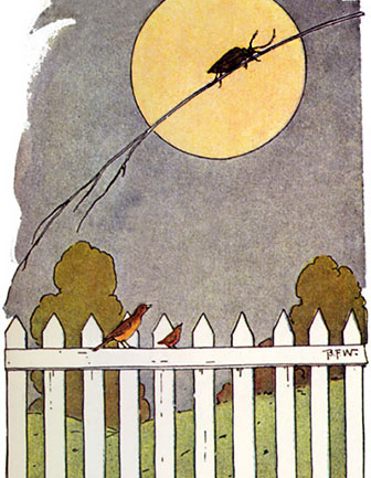 A Beetle on a Broomstraw