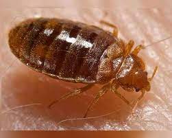 மூட்டை பூச்சி