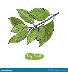 Bay (Laurus nobilis)