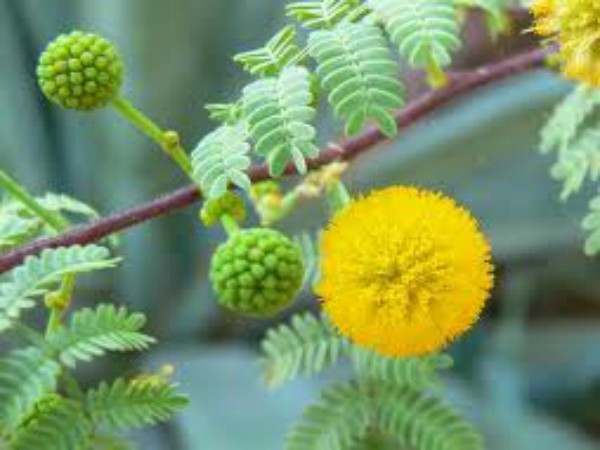 கருவேலன்