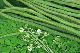 முருங்கைக் காய்