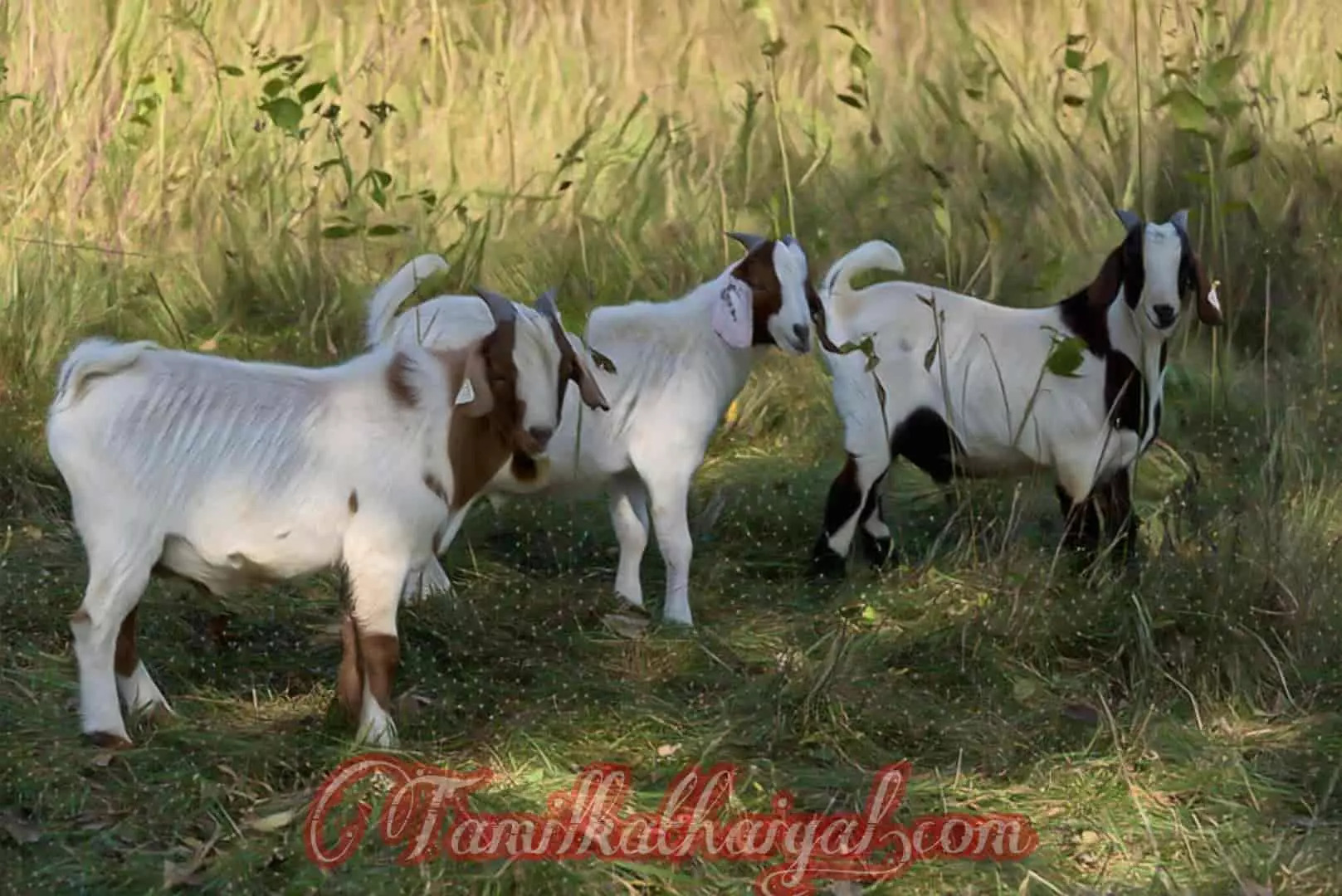 புத்திசாலி ஆடுகள்