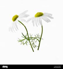 Chamomile (Chamaemelum nobile, Matricaria recutita)