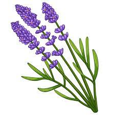 Lavender