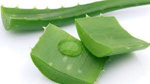 கற்றாழை