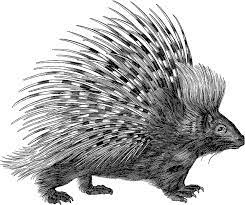 முள்ளம்பன்றி