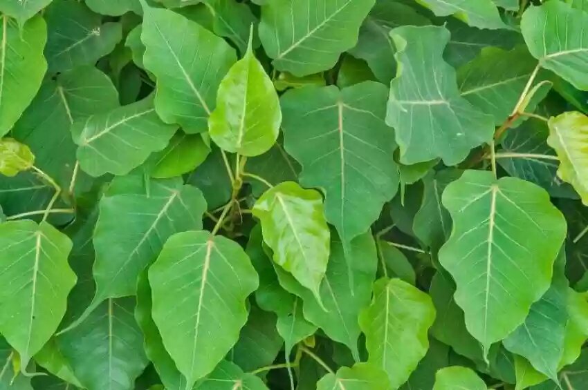அரசு