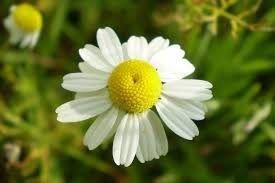 சாமந்தி