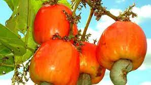 முந்திரிப்பழம்