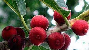 ஆலம் பழம்