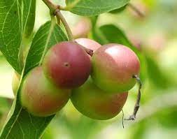 களாக்காய்