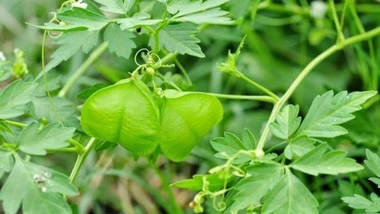 முடக்கற்றான்