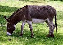 கழுதை