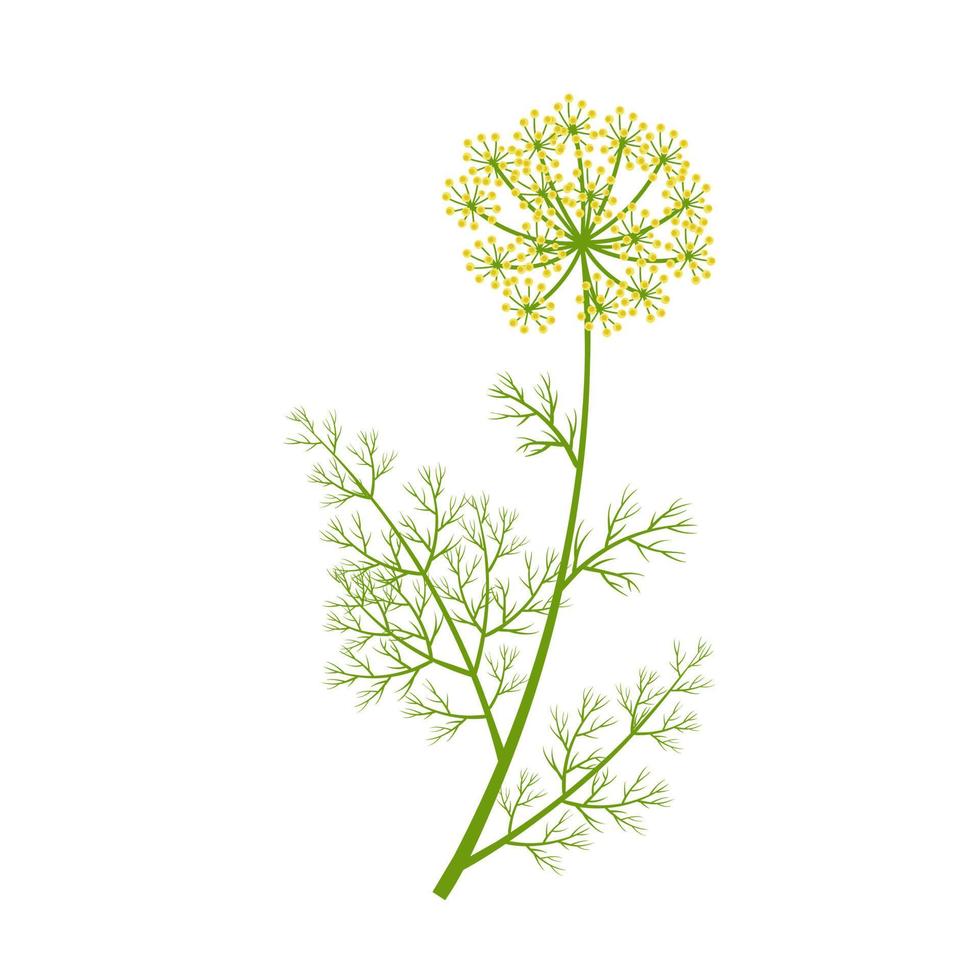 Dill (Anethum graveolens)