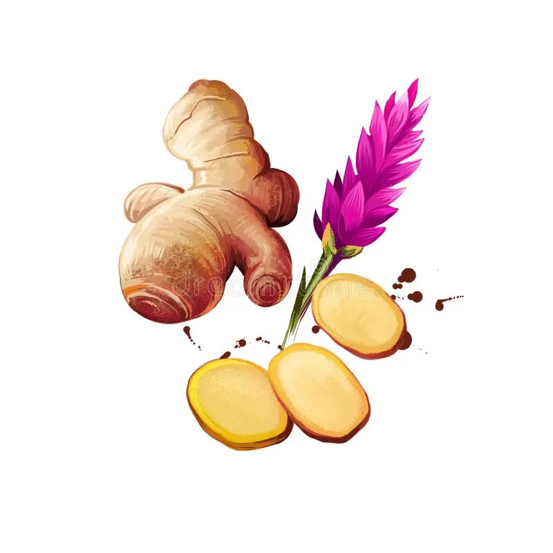 Ginger (Zingiber officinale)