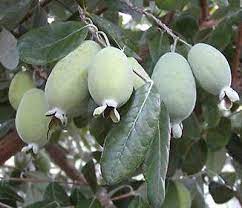 பைனாப்பிள் கொய்யா