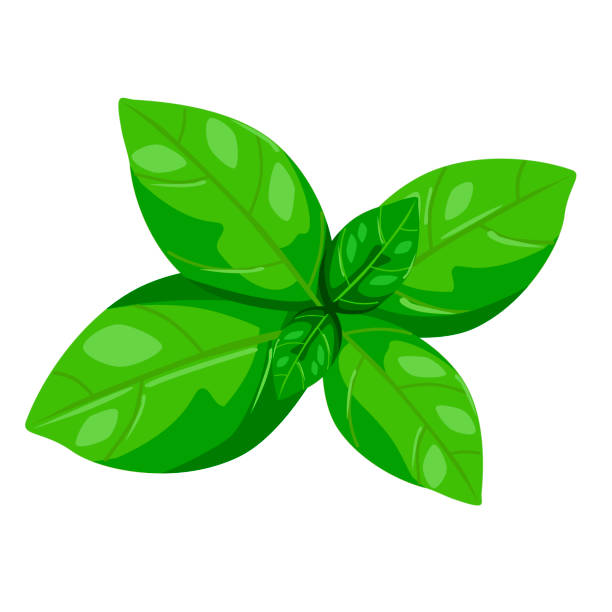 Basil (Ocimum basilicum)