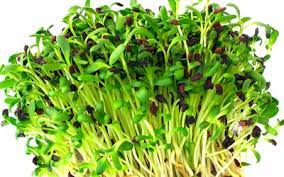 Alfalfa