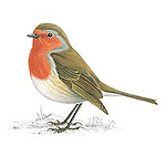 Robin Redbreast