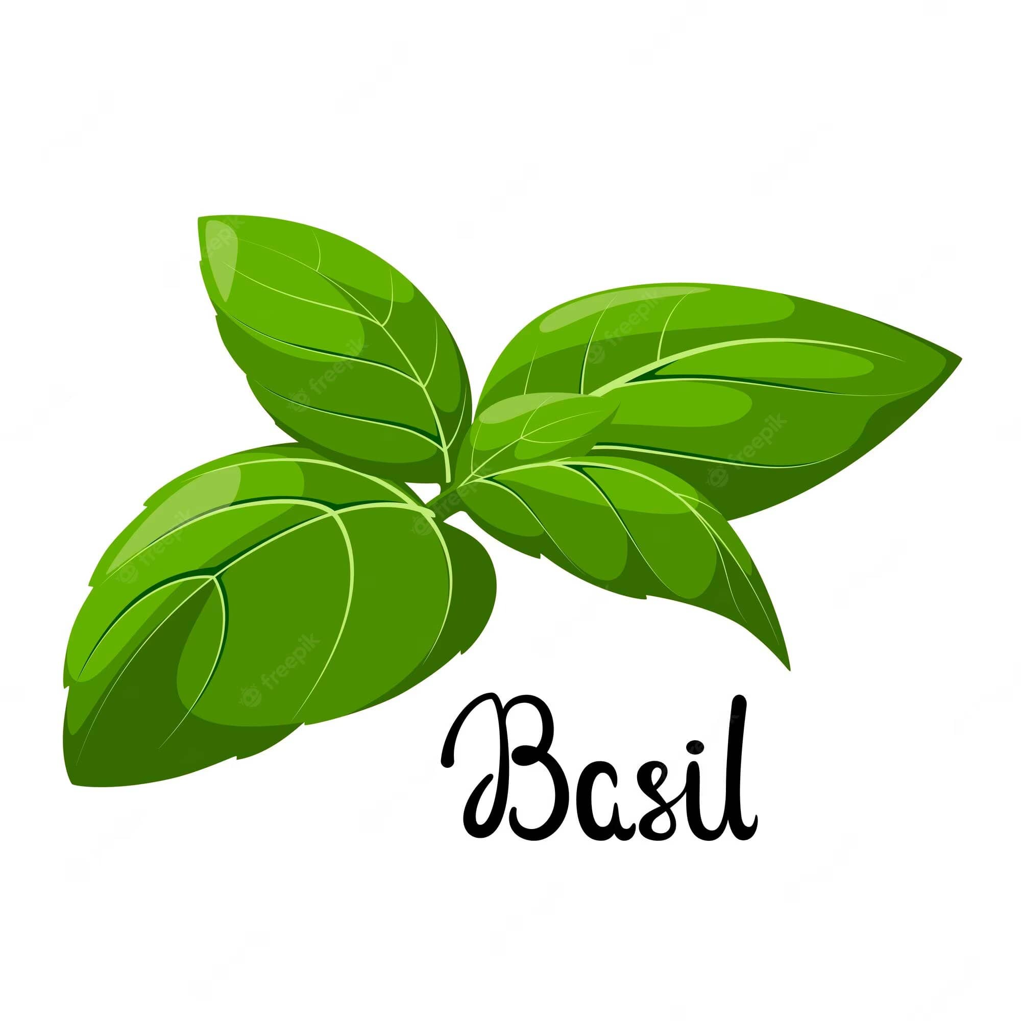 Basil