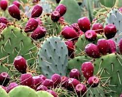 சப்பாத்திக்கள்ளி பழம்