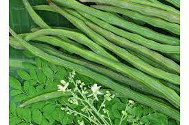 முருங்கைக்காய்