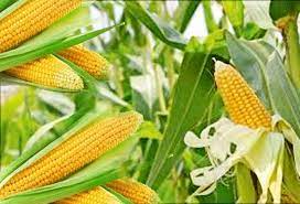 மக்காச்சோளம்