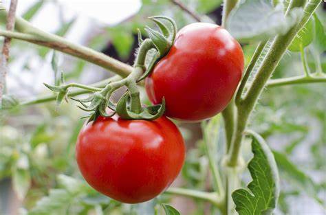 தக்காளி