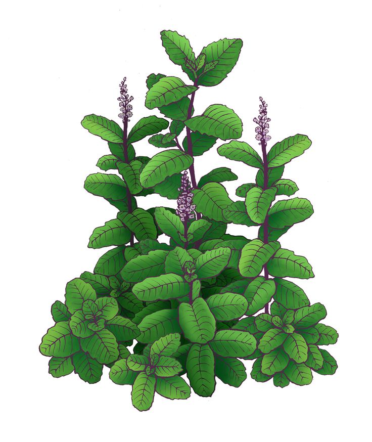 हृदय रोग