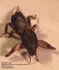 கிரிக்கெட் பூச்சி