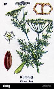 Caraway (Carum carvi)