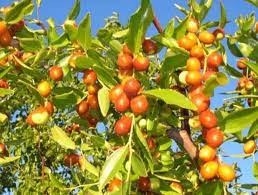 இலந்தைப்பழம்