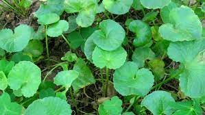 வல்லாரை