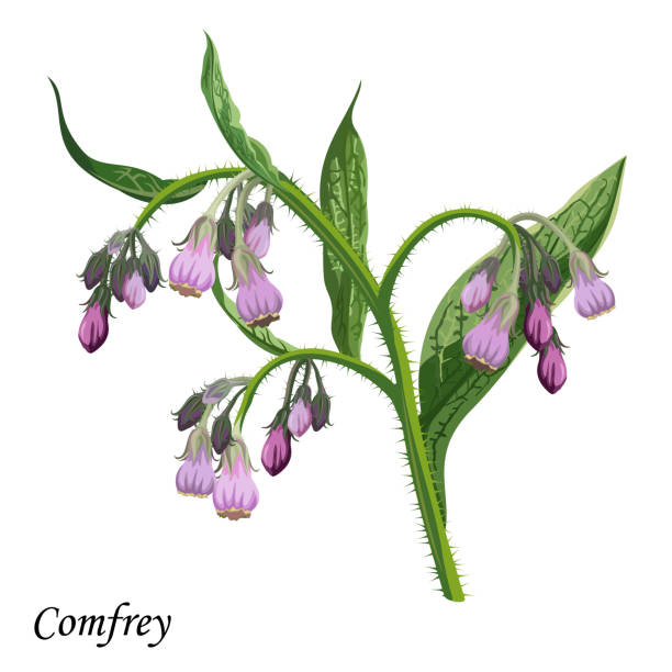 Comfrey (Symphytum officinale)